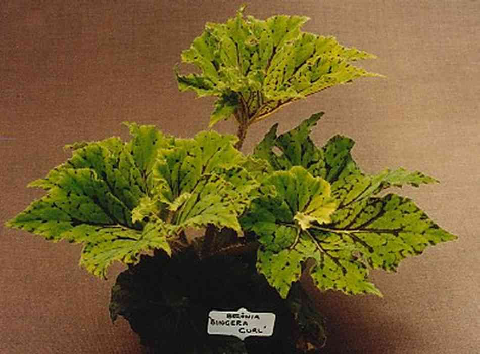 B. ‘Bingera Curl’